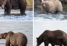 Fat Bear Week 2023 : Choose your chubby champion now Fat bear week 2023